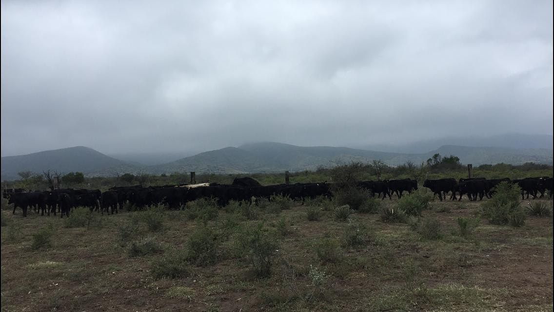Rancho en Ocampo, Ocampo, foto 12 de 16