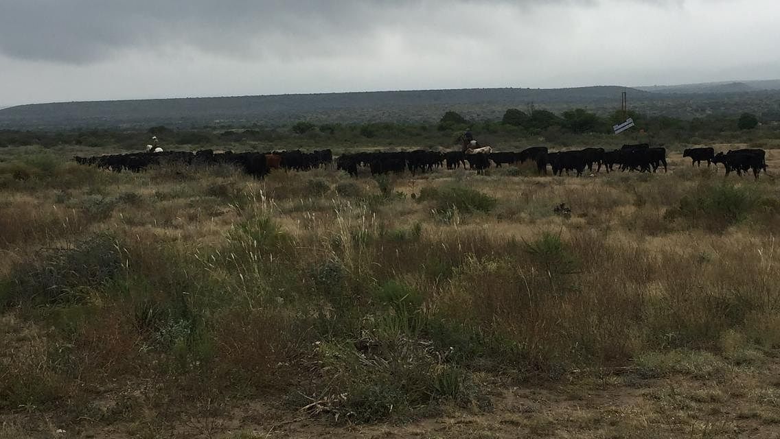 Rancho en Ocampo, Ocampo, foto 13 de 16