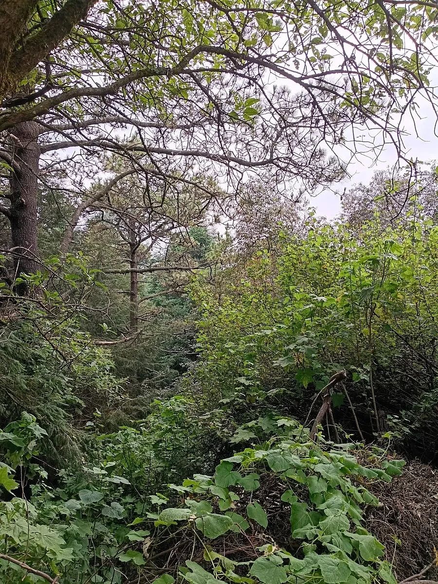 Terreno en Villa Alpina, Naucalpan de Juárez, foto 4 de 10