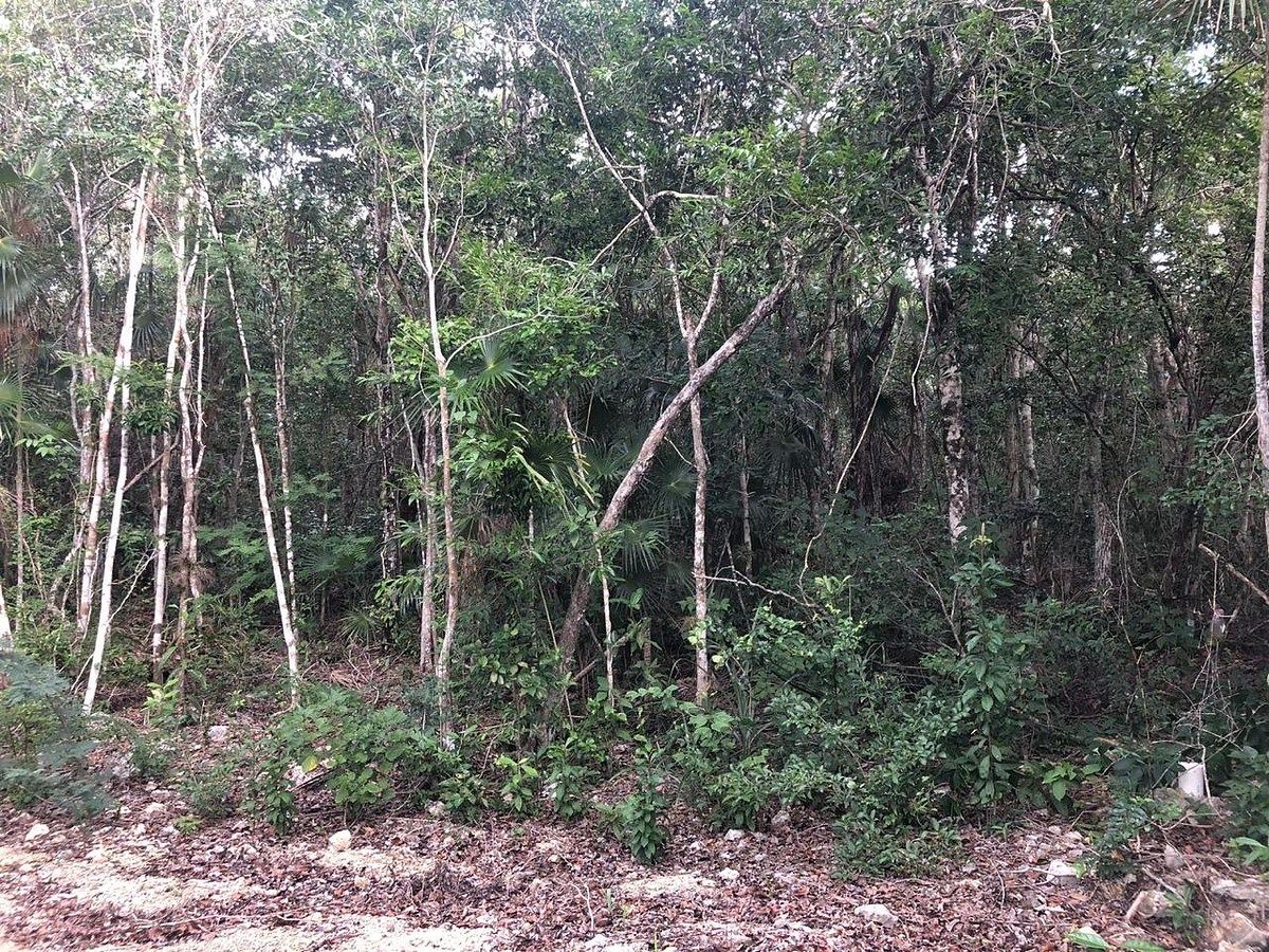 Lot in Carretera Tulum - Cancún, Tulum, photo 2 of 5