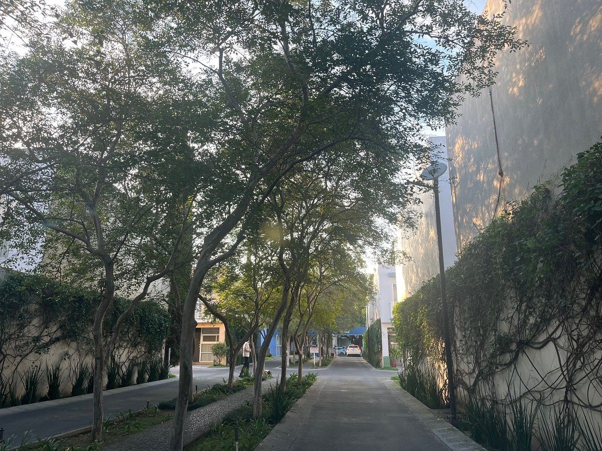 calle de ingreso arbolada, foto 28 de 28