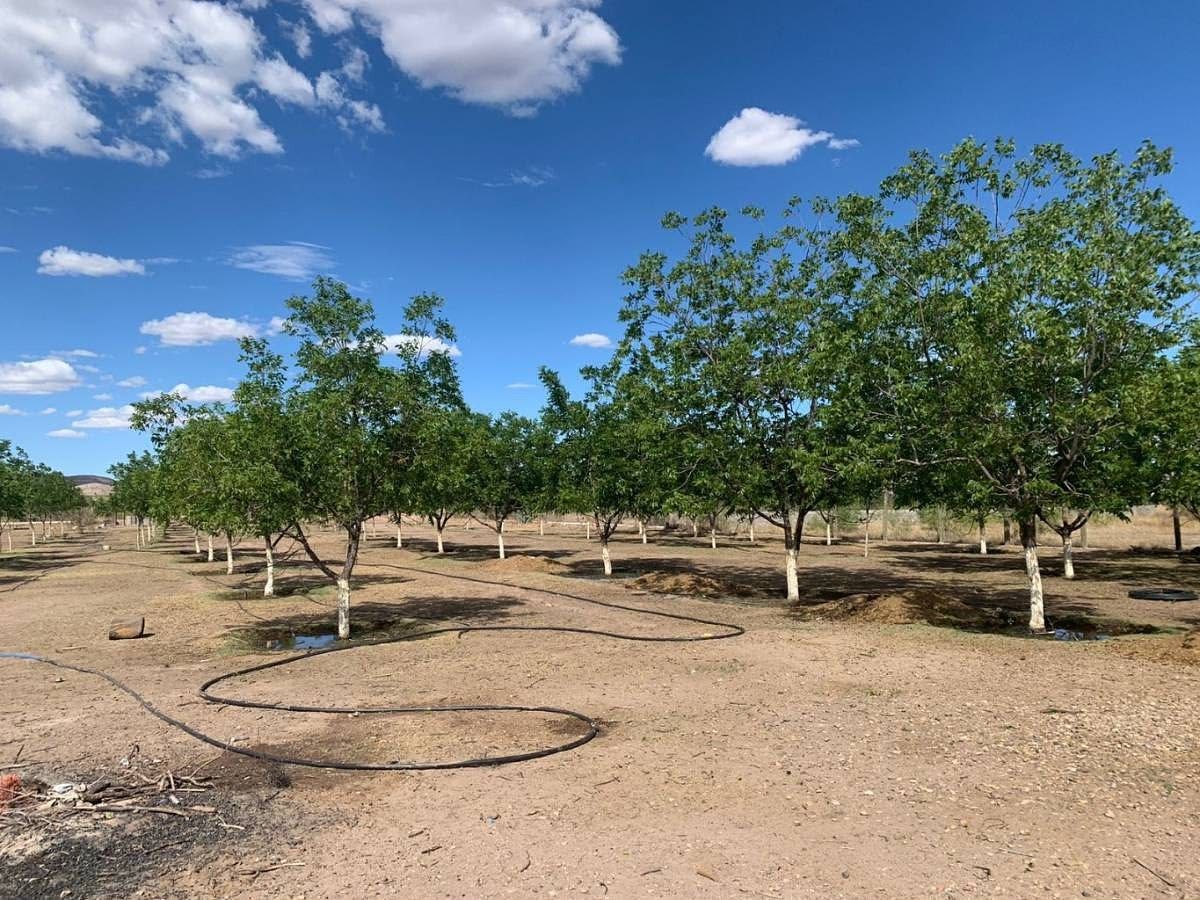 Pomar em El Sacramento, Chihuahua, foto 2 de 7