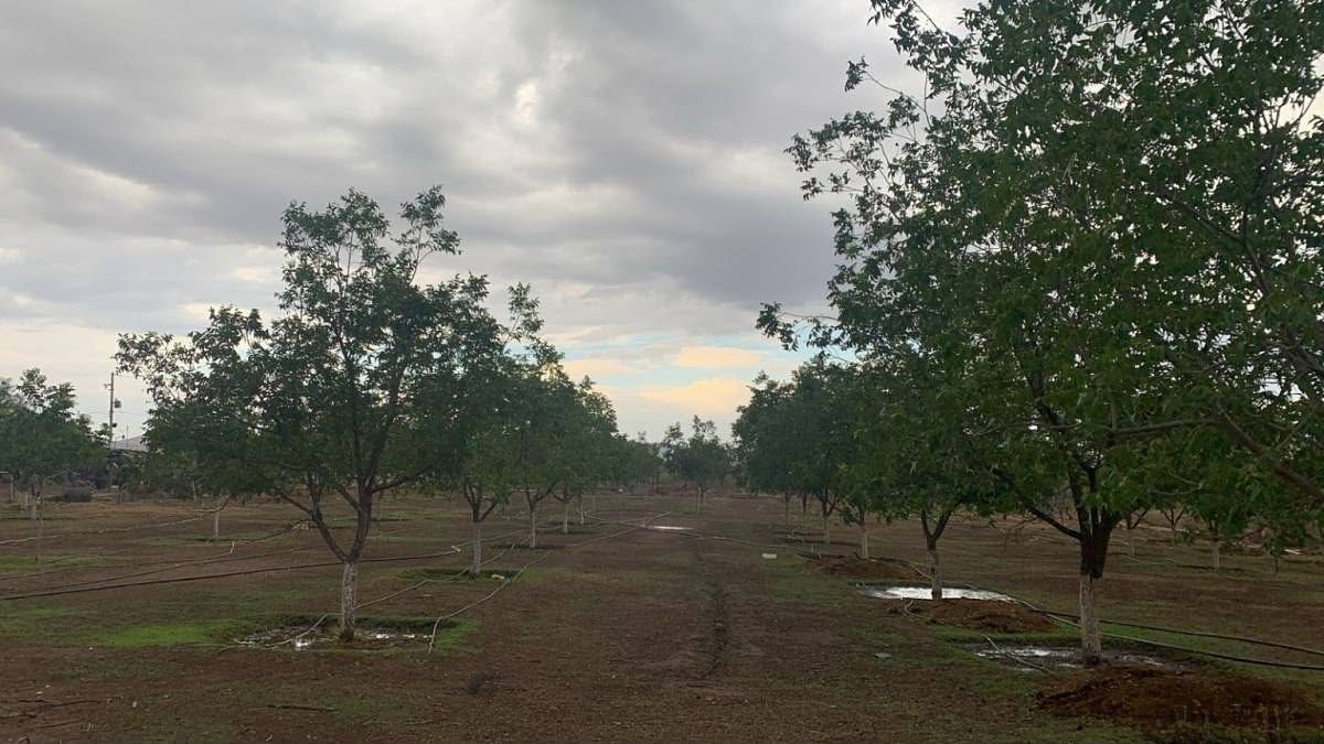 Pomar em El Sacramento, Chihuahua, foto 7 de 7