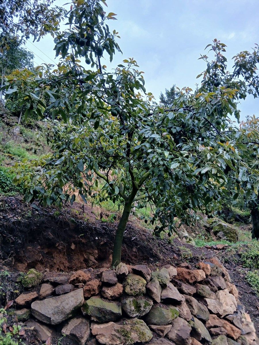 Huerta en Huiramba, Huiramba, foto 5 de 16