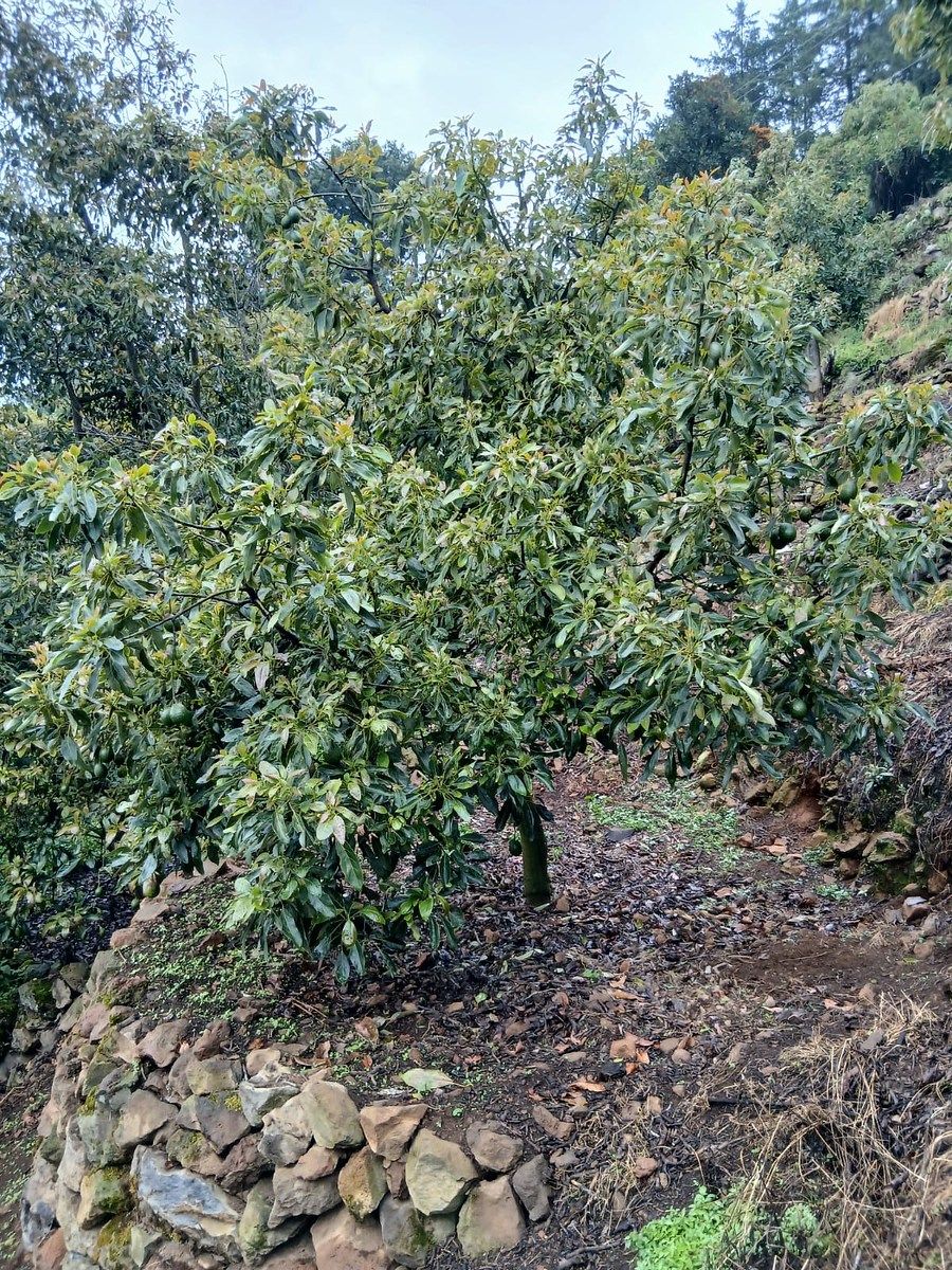 Huerta en Huiramba, Huiramba, foto 14 de 16