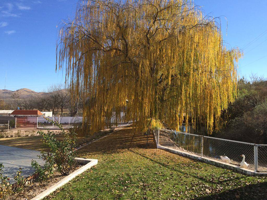 Orchard in El Sacramento, Chihuahua, photo 6 of 18