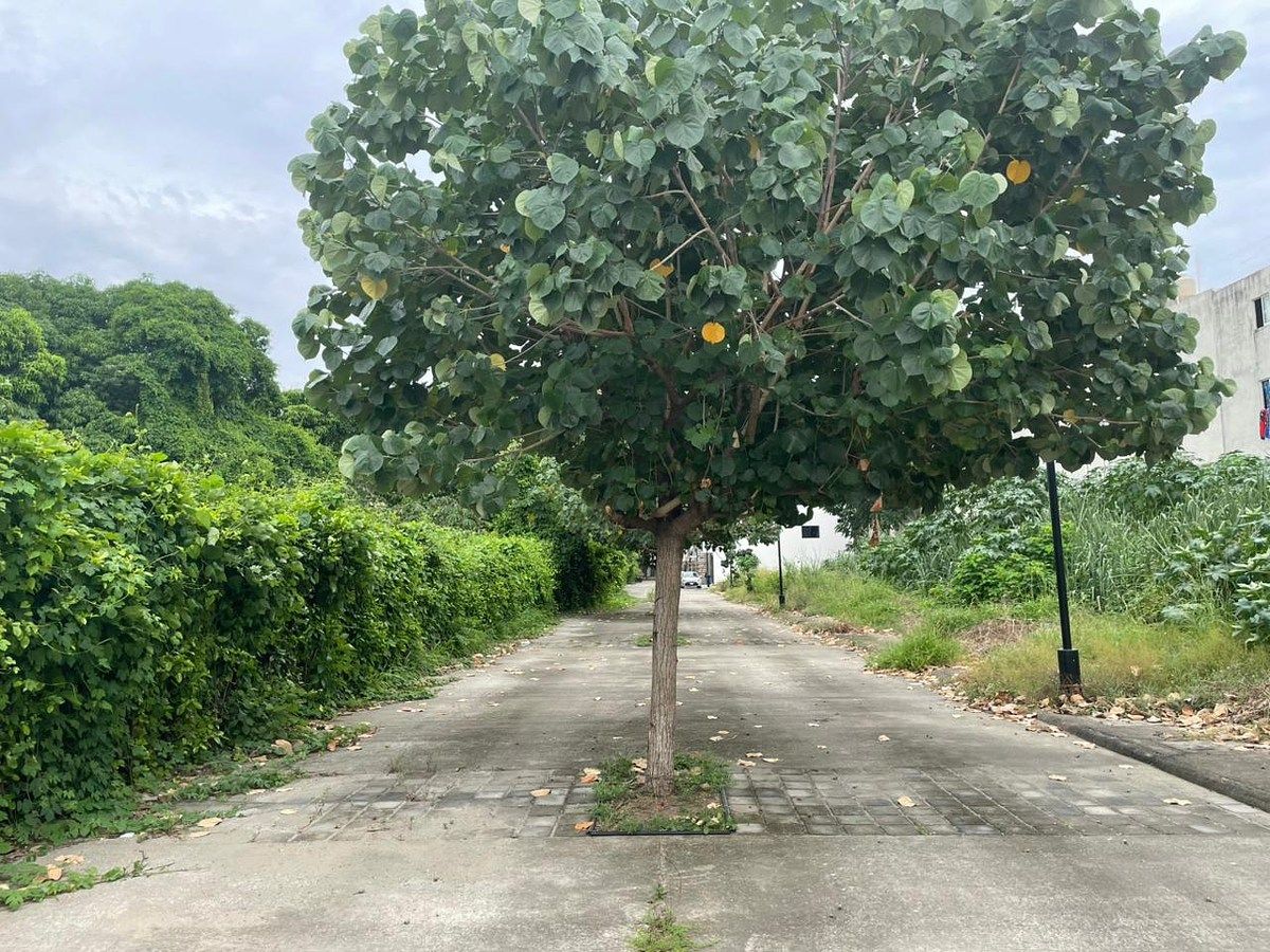 Land for sale in the San José subdivision, Tapachula - foto 3