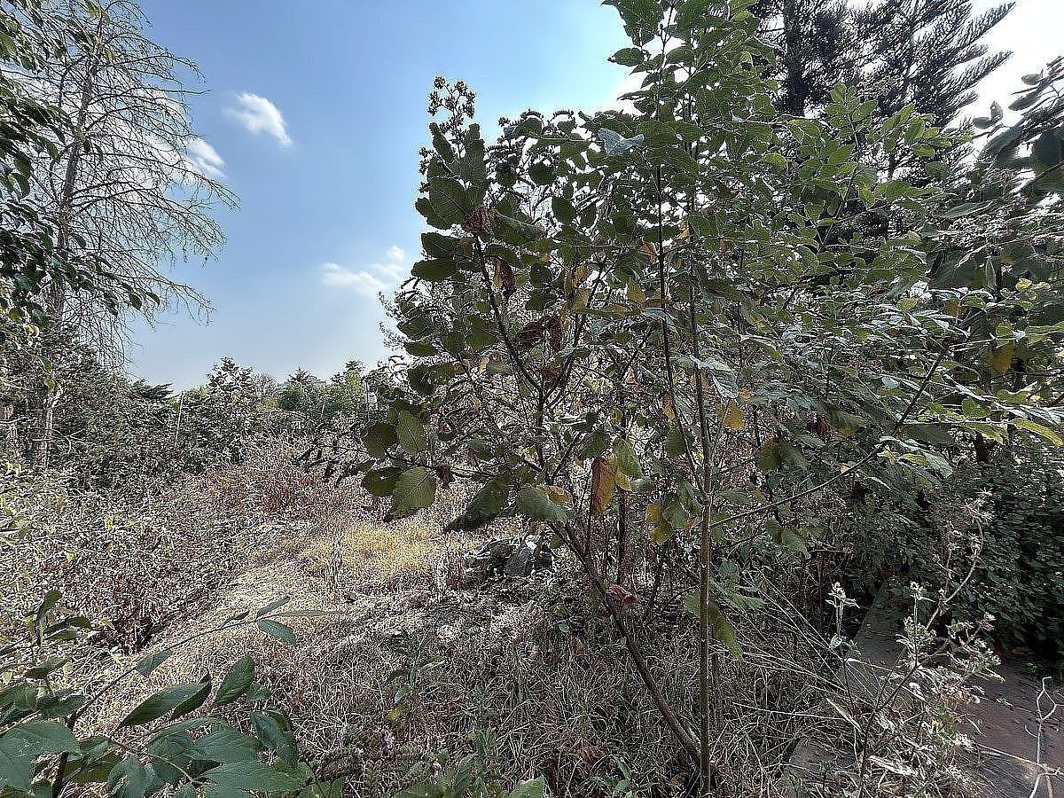 Lote em San Jerónimo Lídice, La Magdalena Contreras, foto 4 de 5