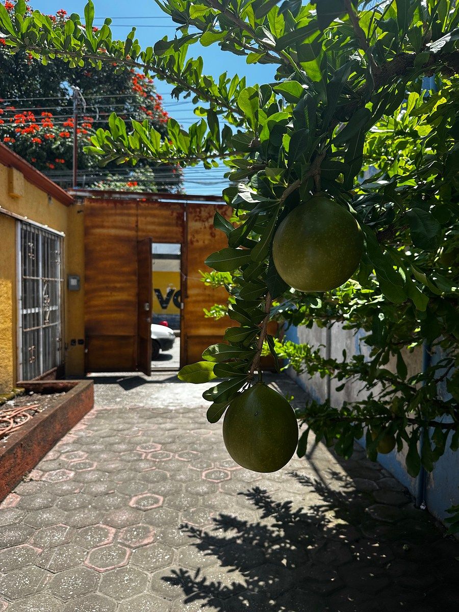 Local comercial en Las Granjas, Cuernavaca, foto 2 de 21
