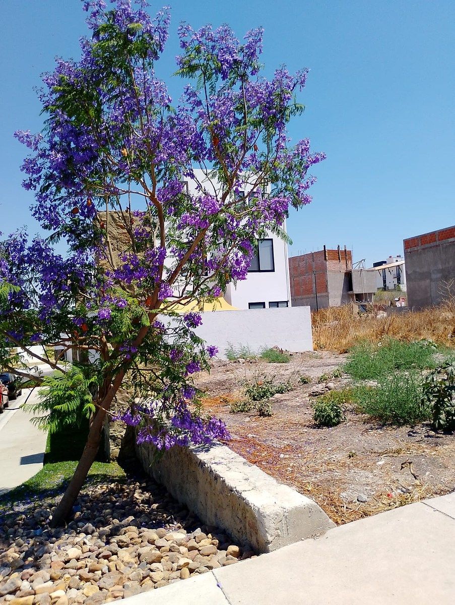 Lot in Zibatá, El Marqués, photo 3 of 3