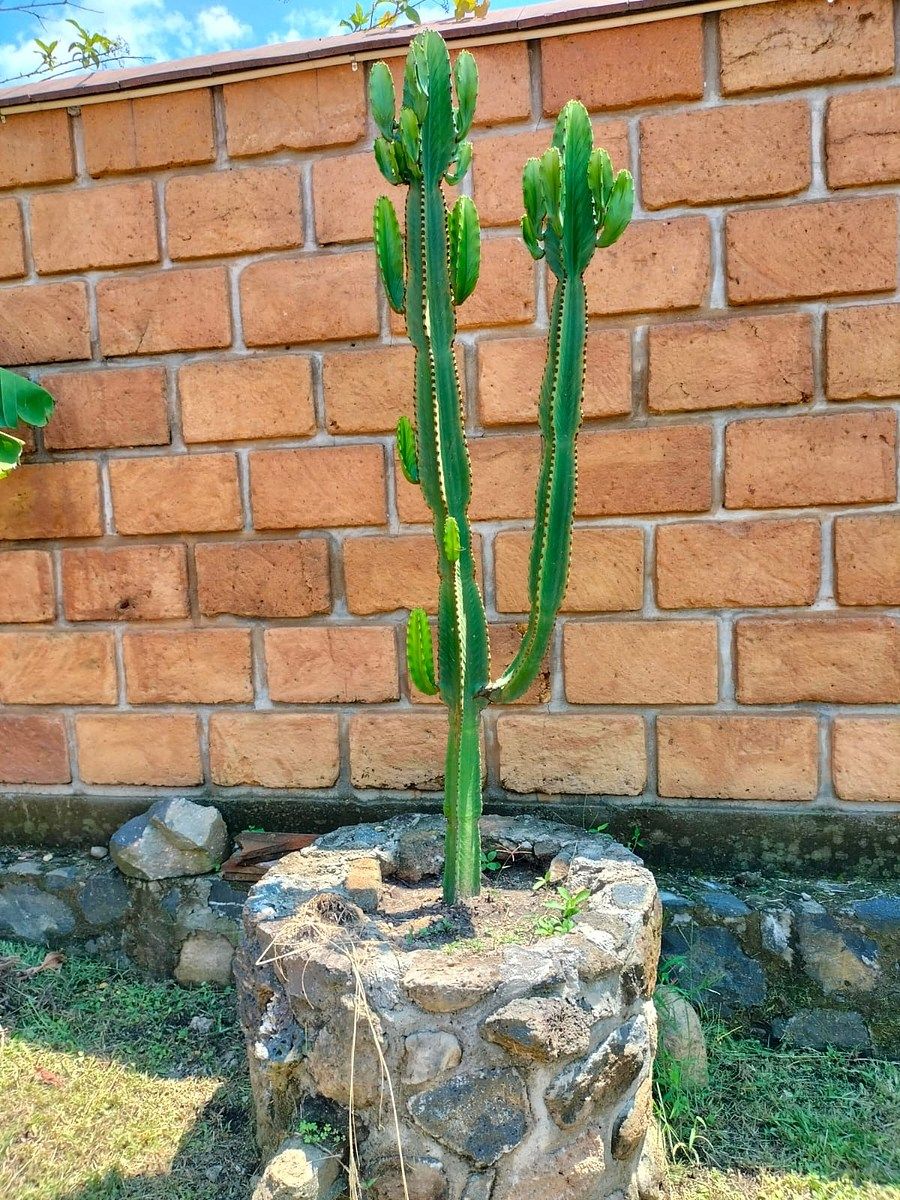 Casa em Jalmolonga, Malinalco, foto 27 de 33