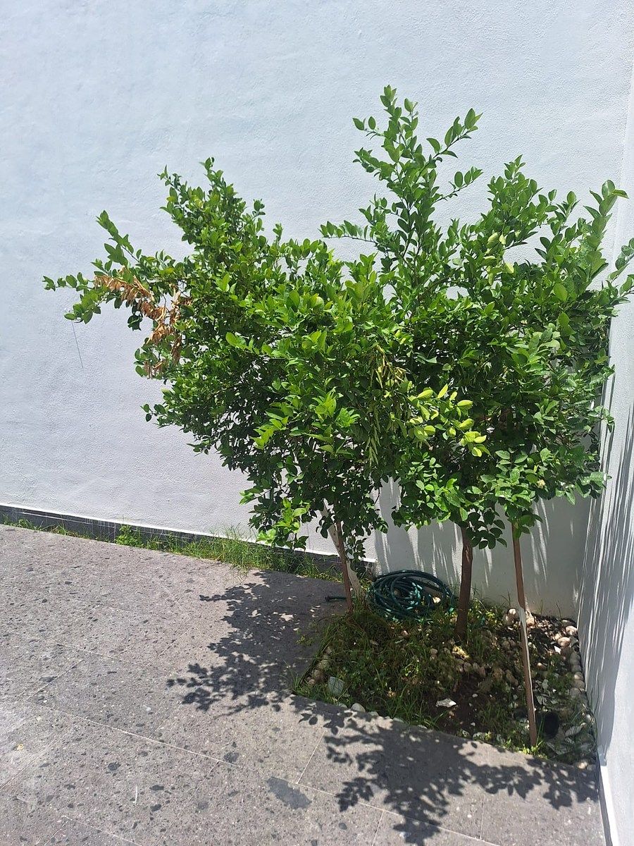 Casa en El Cortijo, Irapuato, foto 14 de 25
