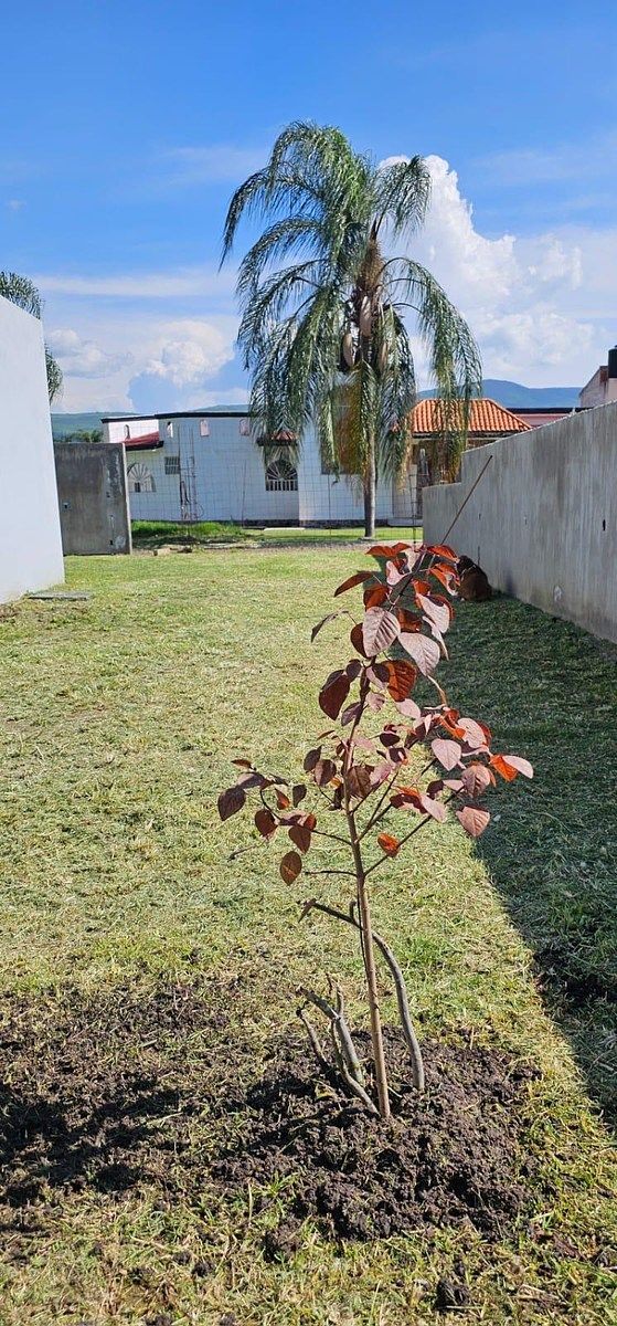 Terreno en Tres Reyes, Tlajomulco de Zúñiga, foto 3 de 15