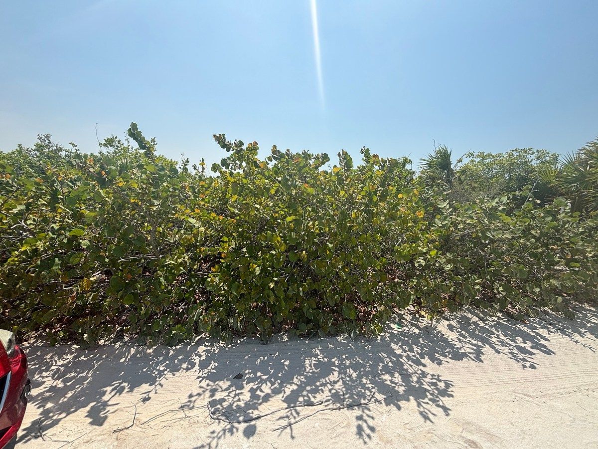 Lote em San Benito, Dzemul, foto 11 de 11