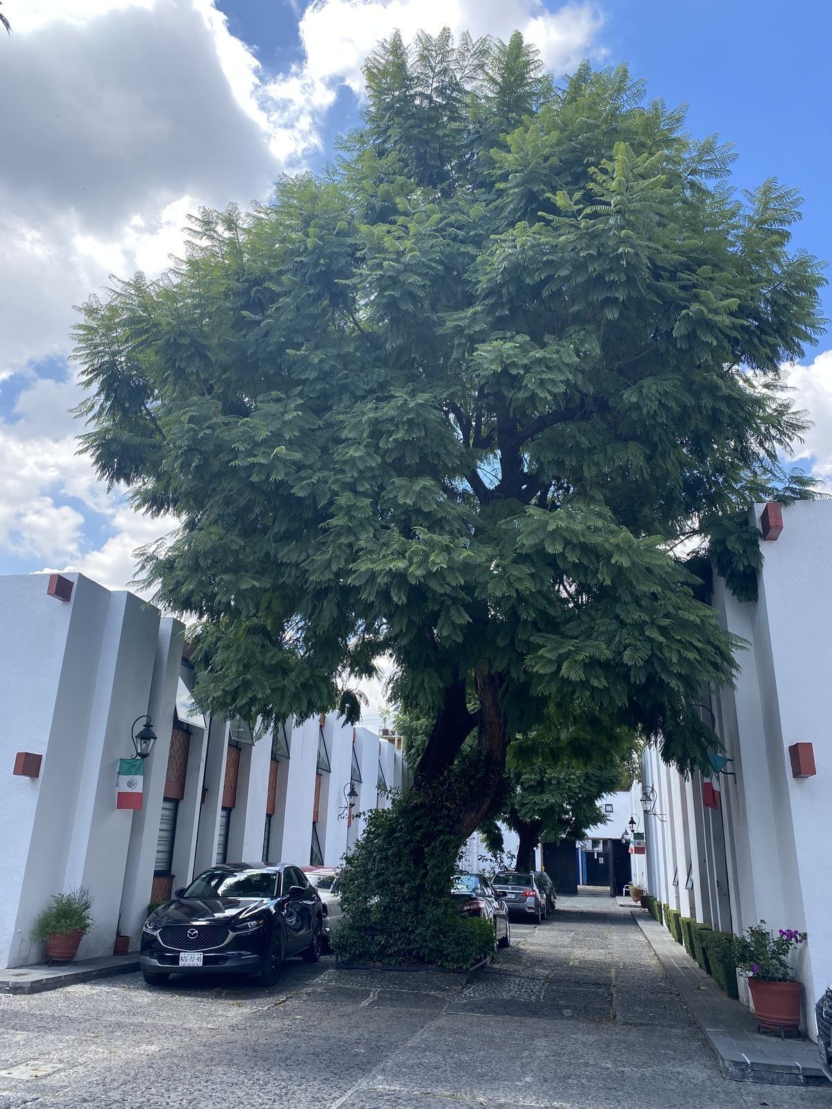 Apartamento em Cuadrante de San Francisco, Coyoacán, foto 25 de 27