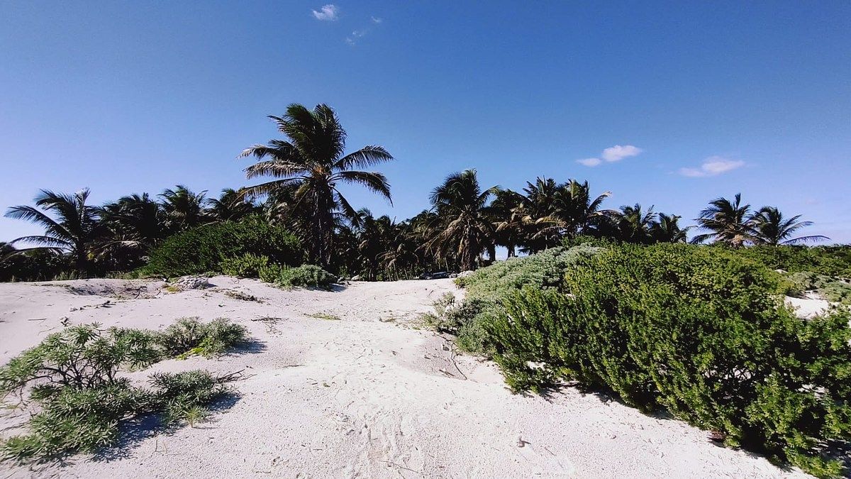 Lot in Punta Sam, Benito Juárez, photo 7 of 9