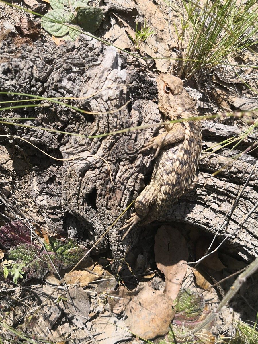 Terreno en Santa Rosa de Lima, Guanajuato, foto 9 de 9