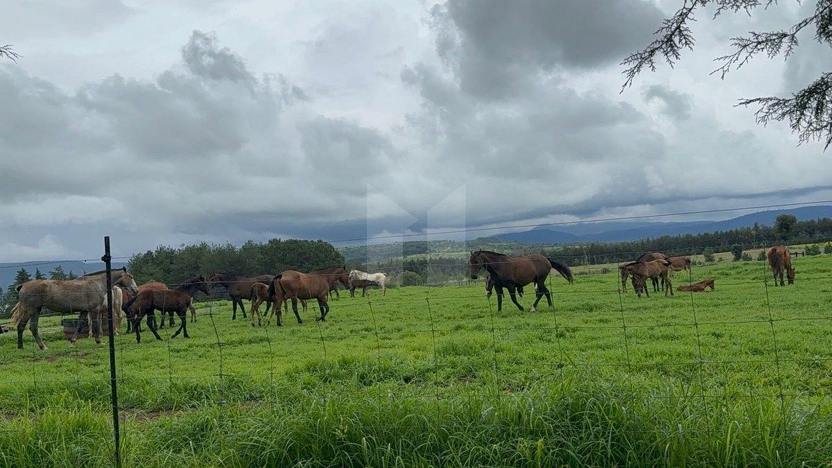 Lote em Tapalpa, Tapalpa, foto 19 de 24