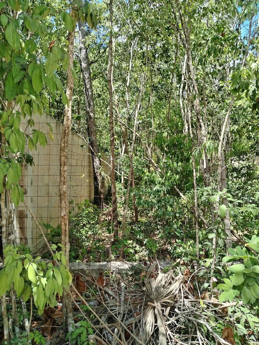 Terreno en Álamos I, Benito Juárez, foto 5 de 10