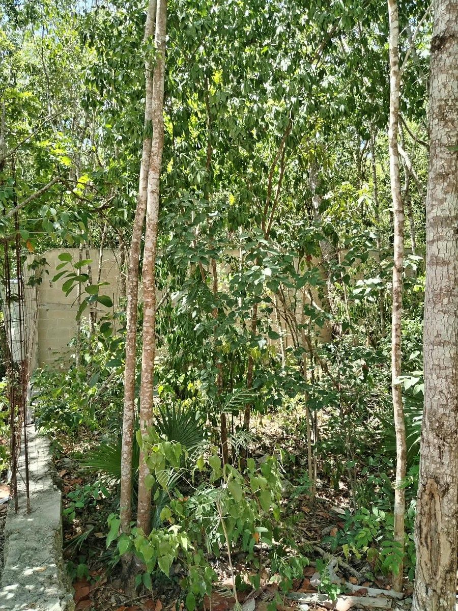 Terreno en Álamos I, Benito Juárez, foto 7 de 10