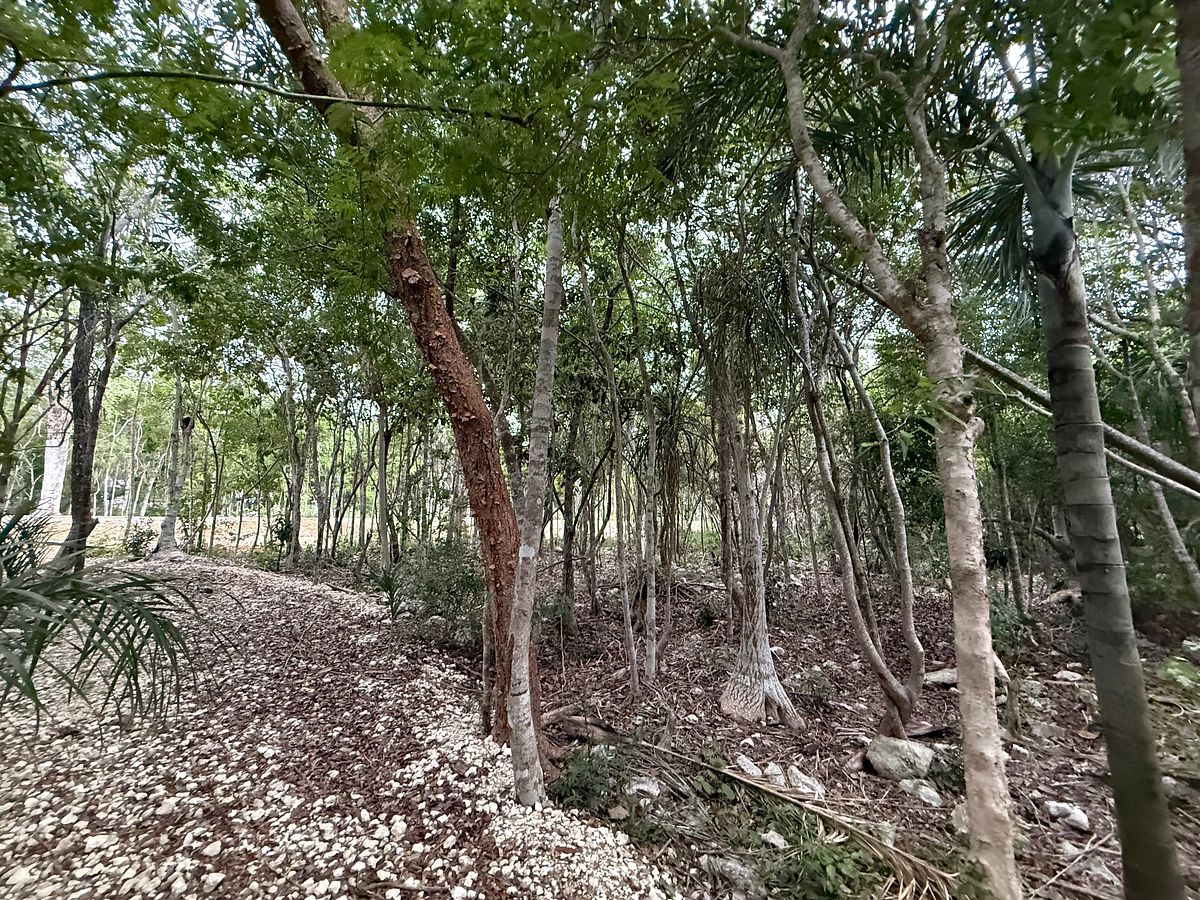 Lote em Akumal, Tulum, foto 15 de 21