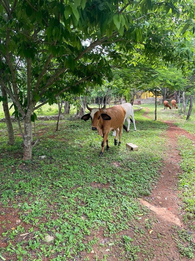 Rancho en Tahmek, Tahmek, foto 7 de 7