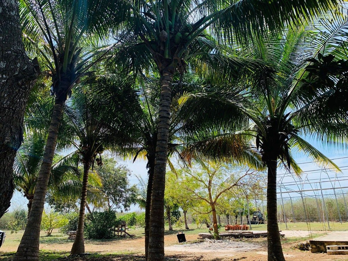 RANCHO DE ÁRVORES FRUTÍFICAS COM ESTRUTURA PARA ESTUFA, A 10 MINUTOS DA PRAIA, foto 1 de 38