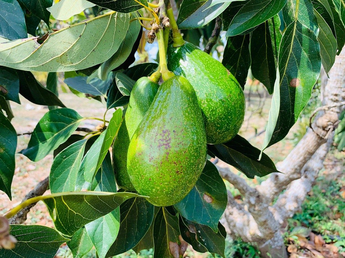 Fazenda em Yobain, Yobaín, foto 9 de 38