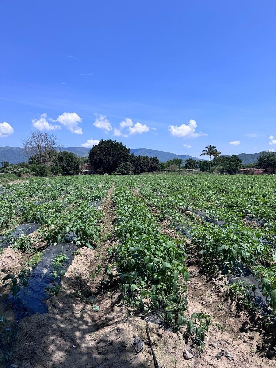 Lot in Autlán de Navarro Centro, Autlán de Navarro, photo 4 of 5