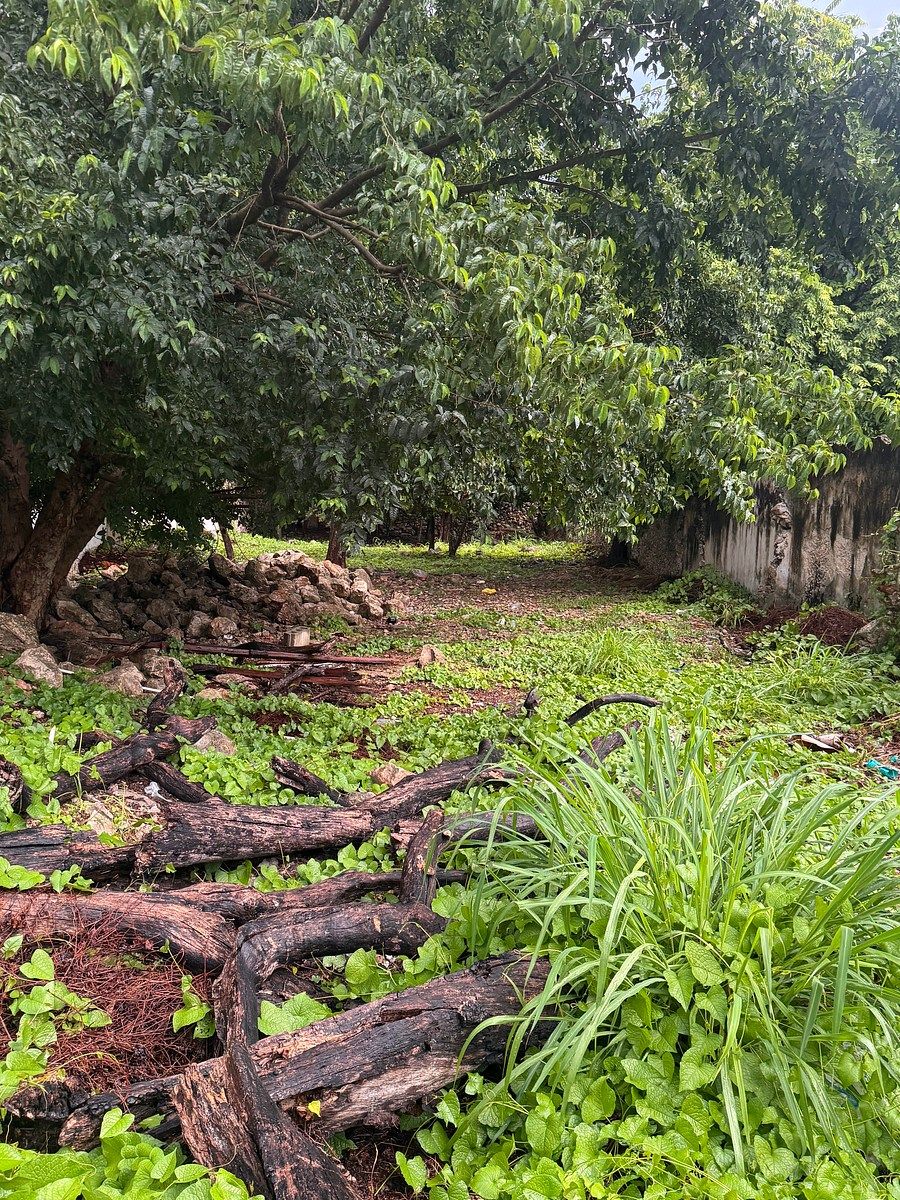 Lot in Itzimna, Mérida, photo 2 of 7