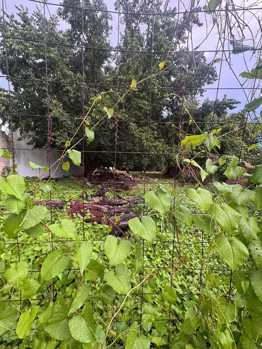 Lot in Itzimna, Mérida, photo 5 of 7