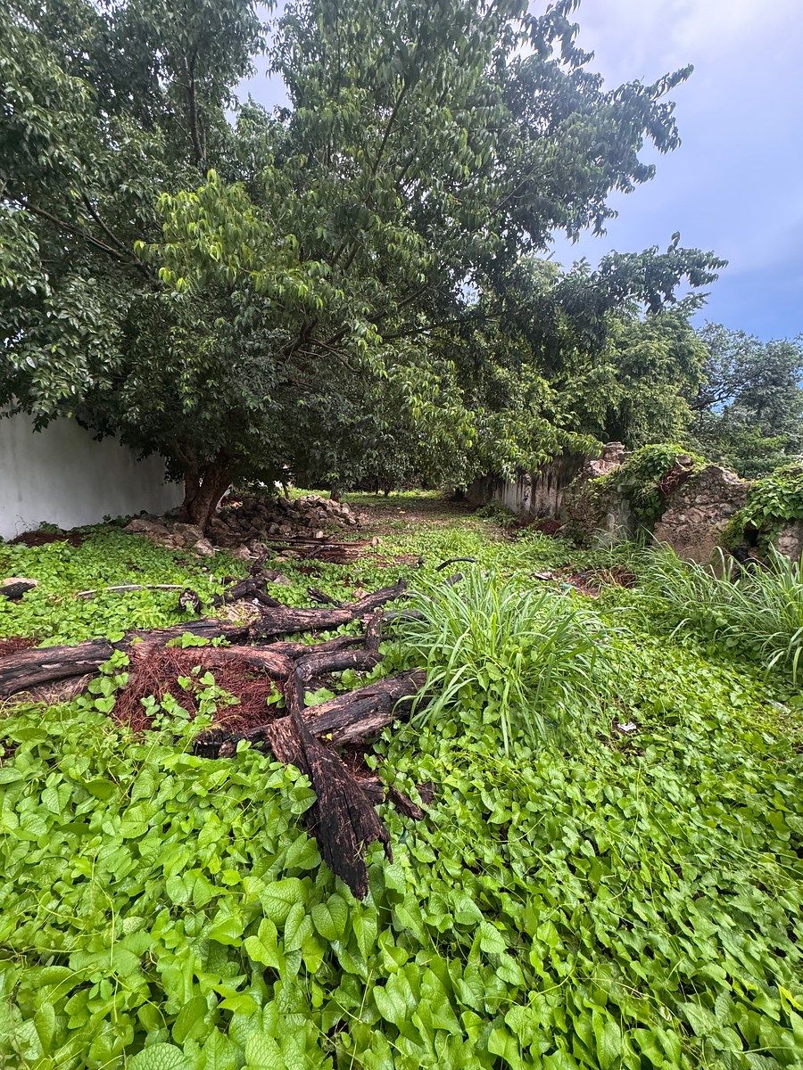 Lot in Itzimna, Mérida, photo 6 of 7