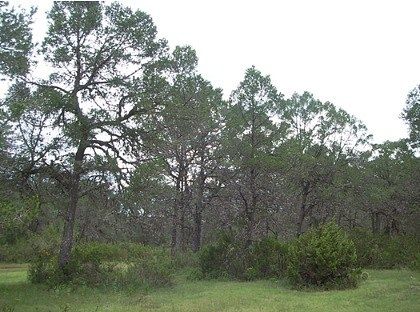 Lot in Los Llanos, Arteaga, photo 4 of 12
