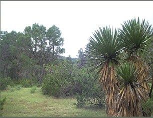 Lot in Los Llanos, Arteaga, photo 5 of 12