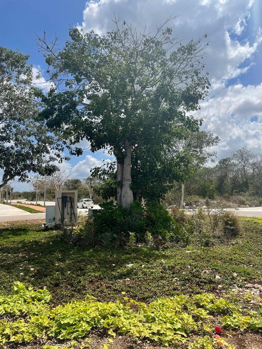 Lot in Kikteil, Mérida, photo 12 of 21