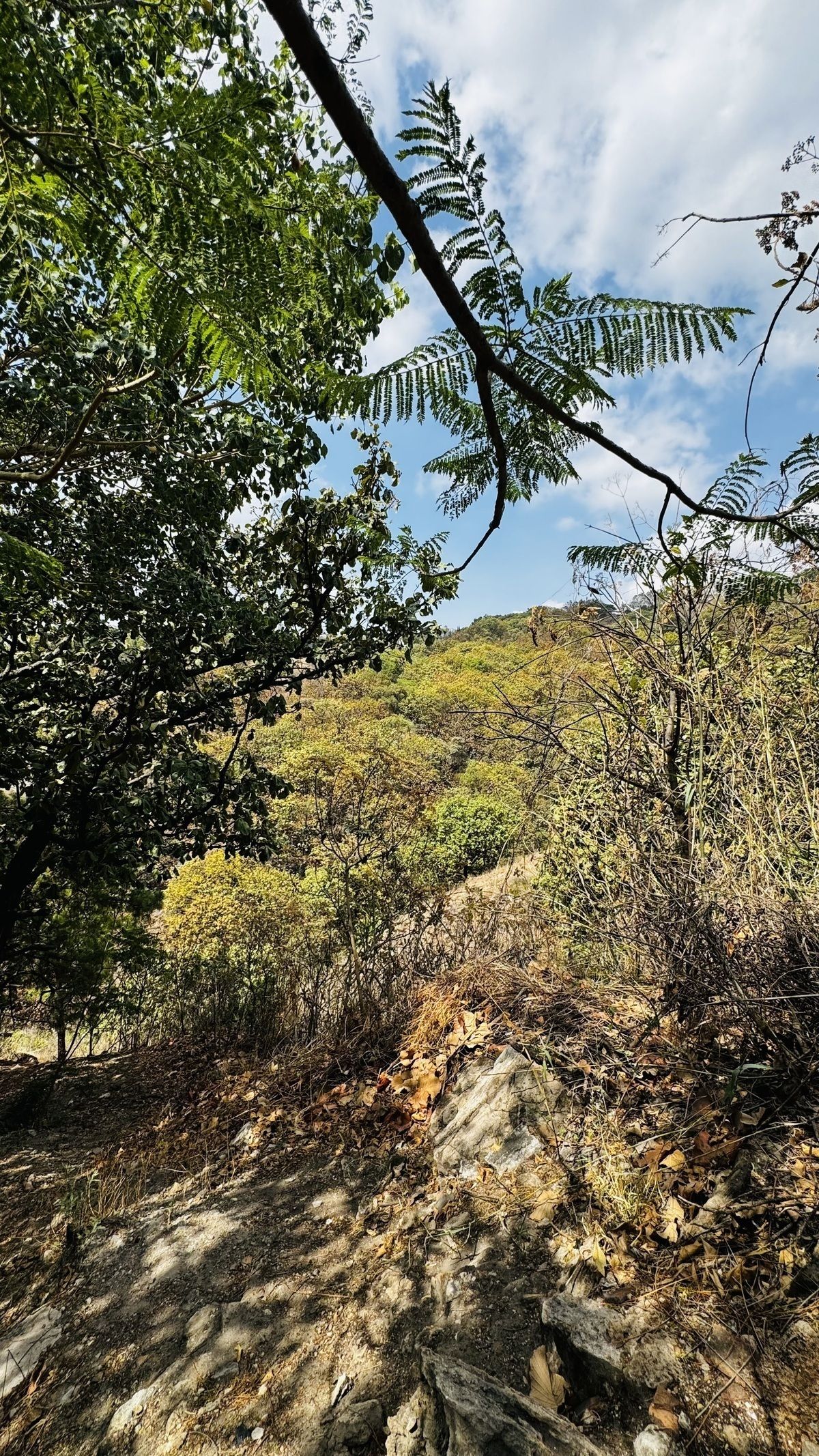 Terreno en El Palomar, Tlajomulco de Zúñiga, foto 12 de 13