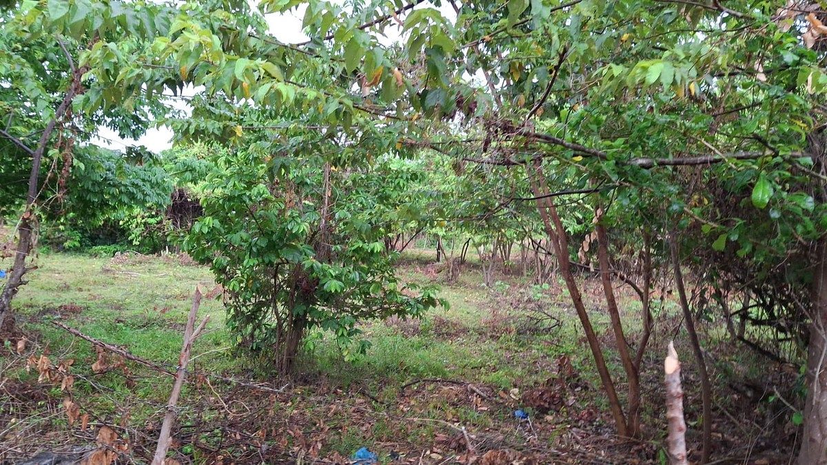 Terreno en Las Galeras, foto 7 de 8