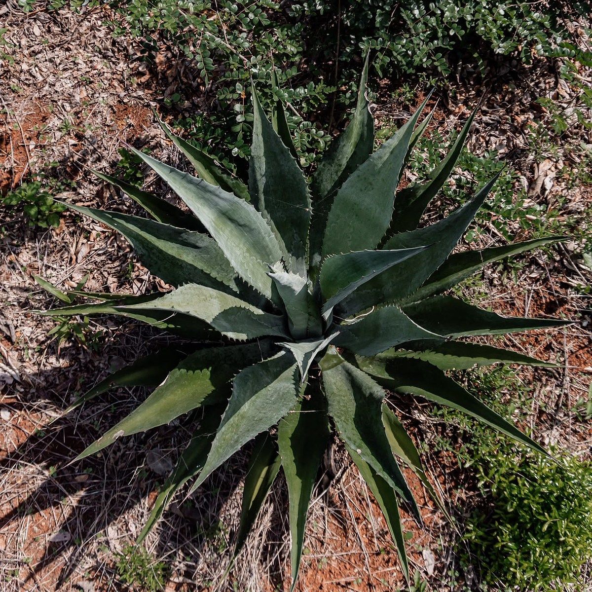 TERRENO AGRICOLA EN VENTA - foto 1