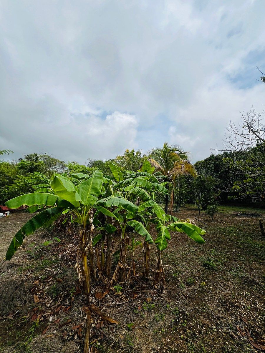 Lote em Los Sabinos, Tuxtla Gutiérrez, foto 10 de 17