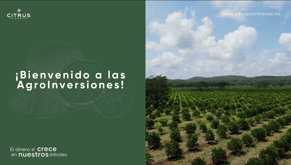 Inversión agrícola en Citrus Patrimonial, Yucatán desde $283,000 MXN - foto 3