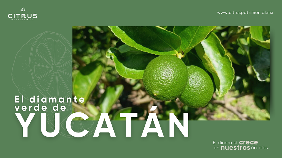 Inversión agrícola en Citrus Patrimonial, Yucatán desde $283,000 MXN - foto 1