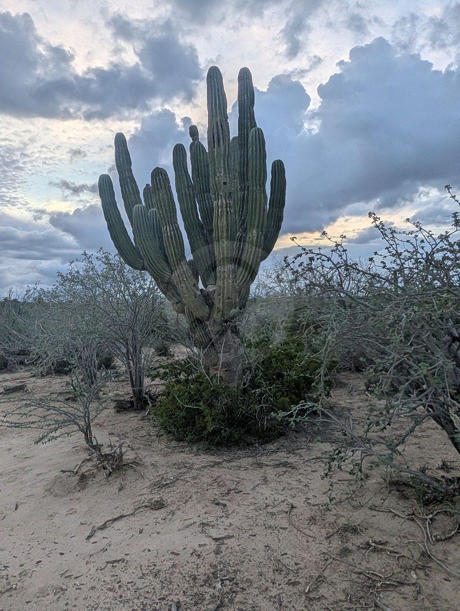 Terreno en La Rivera, Los Cabos, foto 7 de 11