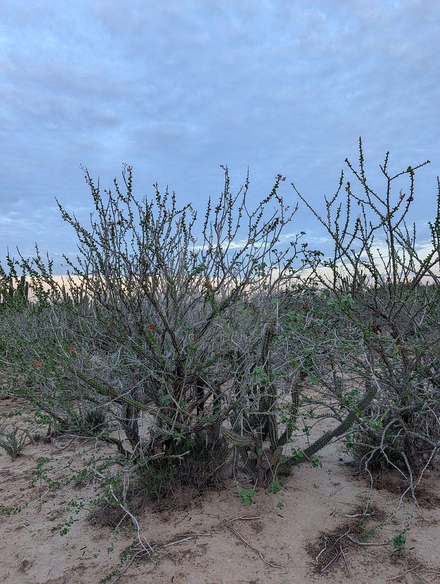 Terreno en La Rivera, Los Cabos, foto 10 de 11