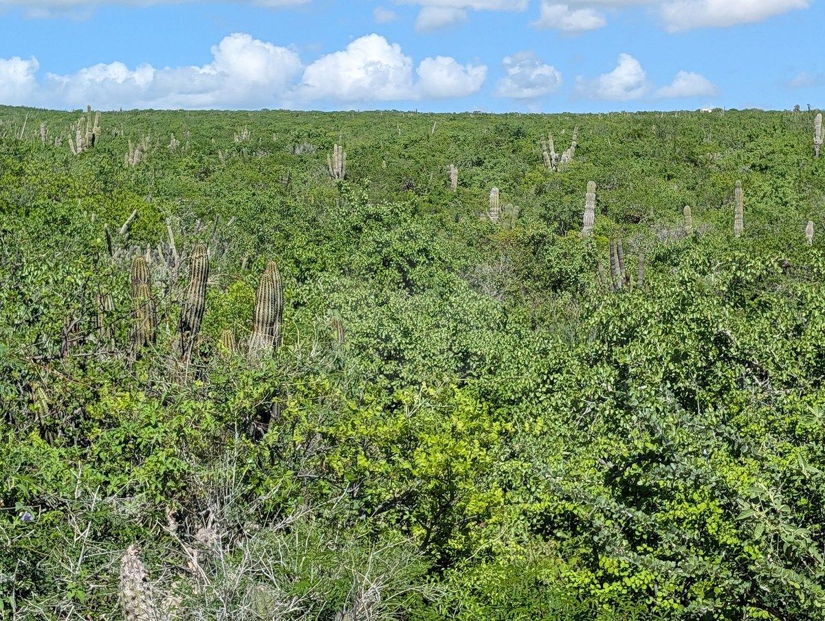 Terreno en La Rivera, Los Cabos, foto 11 de 11