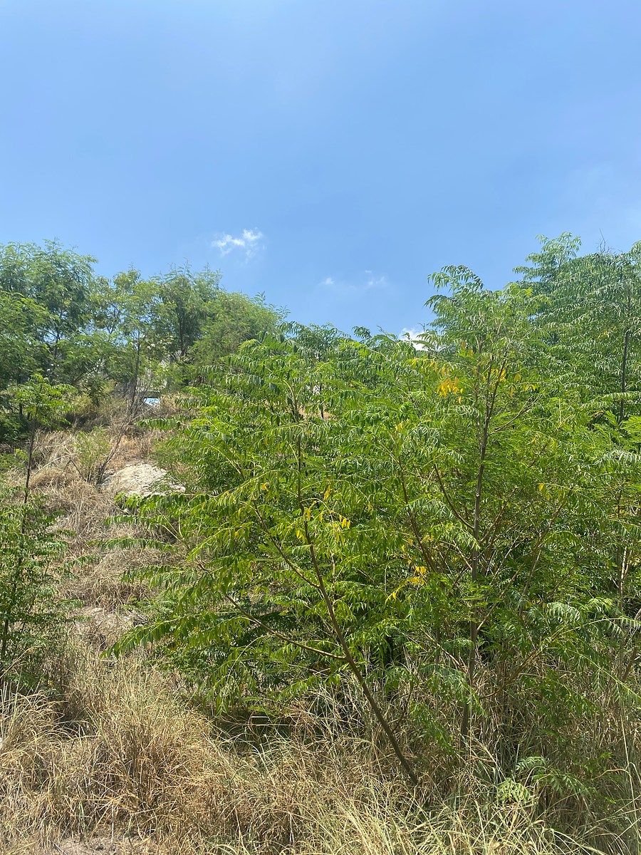 Terreno comercial en Las Pedreras (F-106), Monterrey, foto 9 de 14