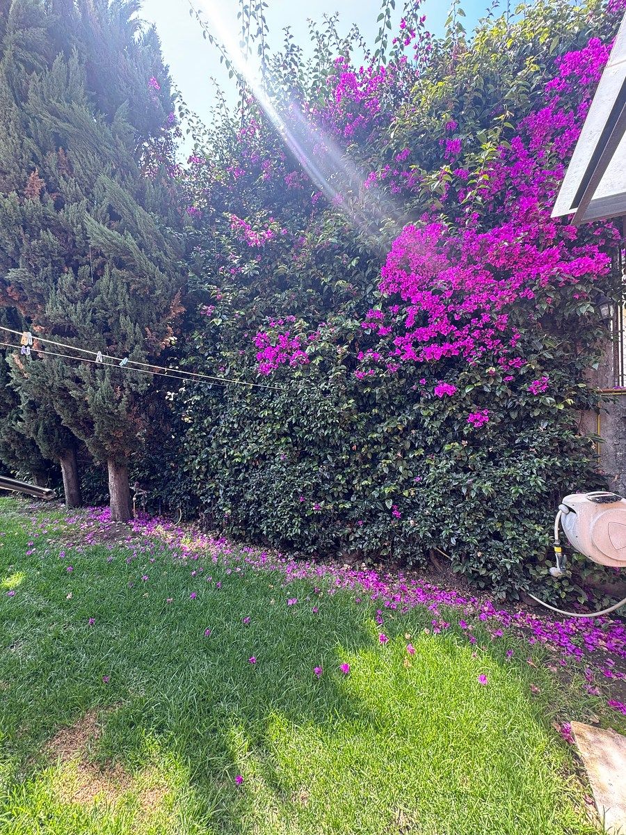 Jardin posterior, foto 4 de 51