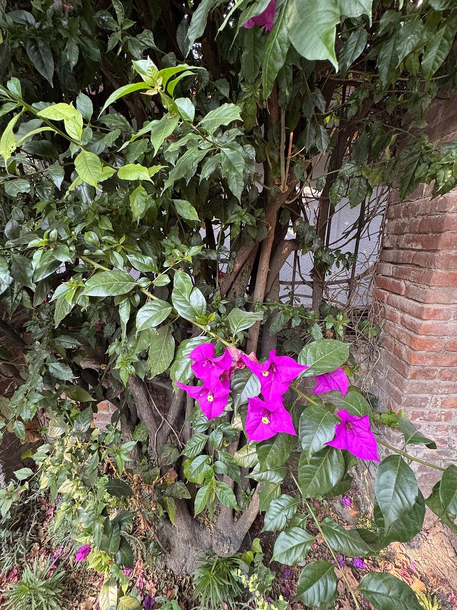 Bugambilia, foto 22 de 51