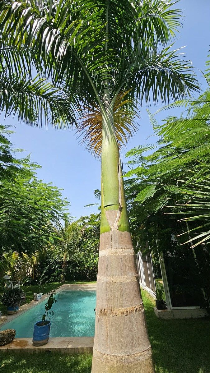 Casa em Chicxulub, Chicxulub Pueblo, foto 7 de 34