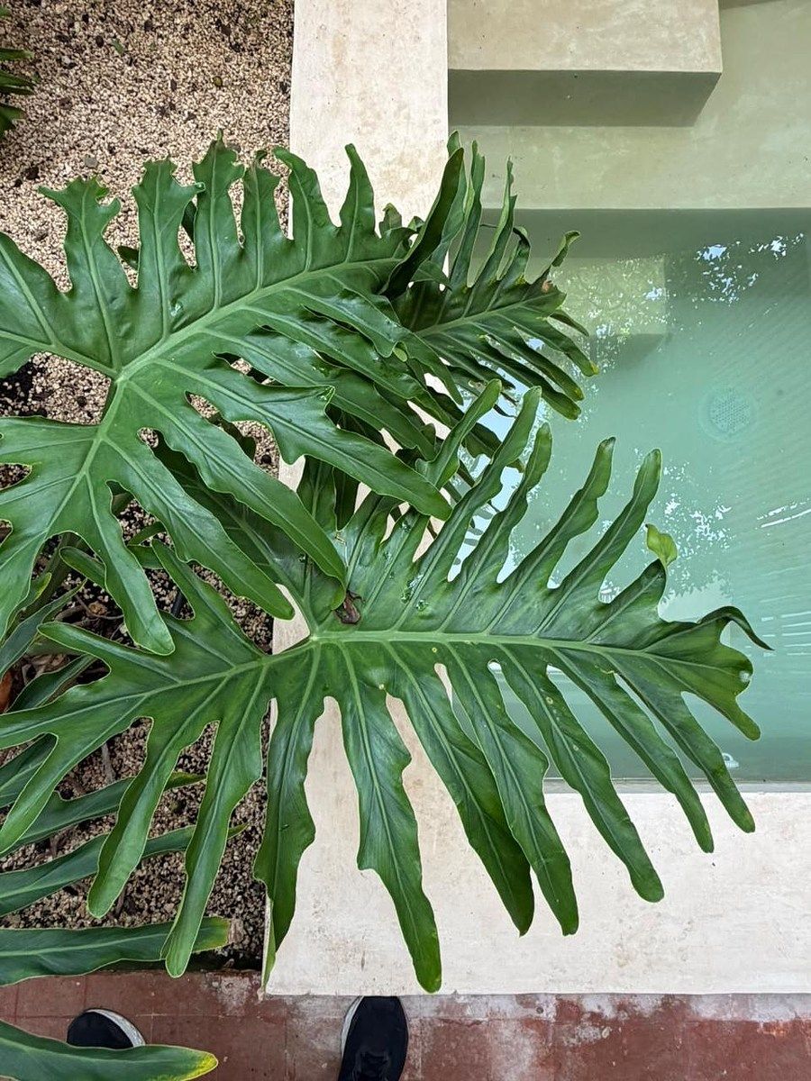 Apartamento em La Veleta, Tulum, foto 10 de 22