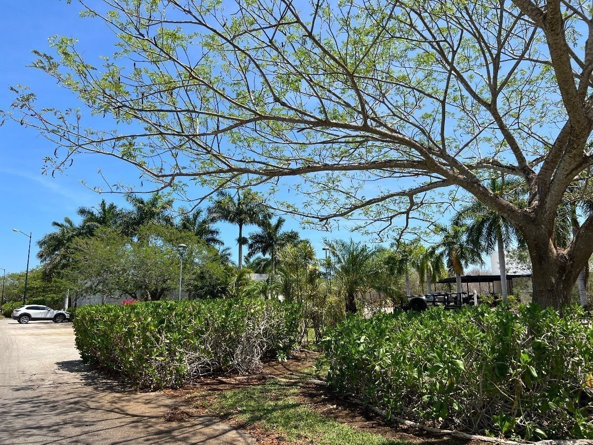 Lot in Dzidzilché, Mérida, photo 6 of 21